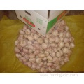 In Great Demand Jinxiang Normal White Garlic